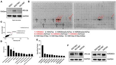 A Novel Citrullinated Modification of Histone 3 and Its Regulatory Mechanisms Related to IPO-38 Antibody-Labeled Protein